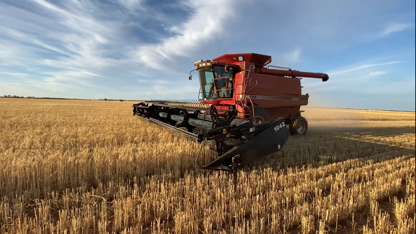 Combine harvester working in a wheat field in the South West